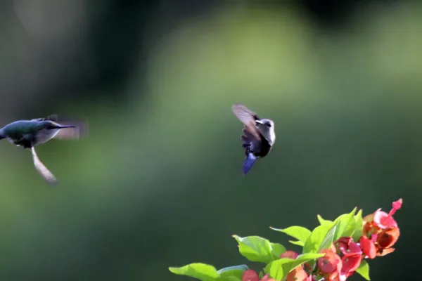 File:Vervain hummingbirds (Mellisuga minima) courting.jpg