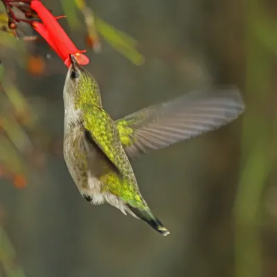 File:Vervain hummingbird (Mellisuga minima) feeding.jpg