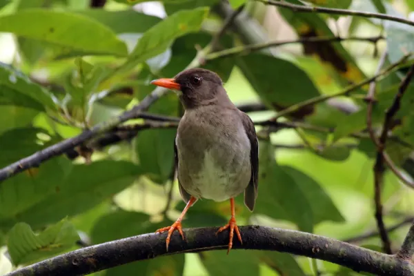 File:White-chinned thrush (Turdus aurantius).jpg