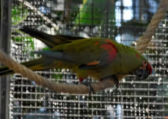 File:Ara rubrogenys Red -fronted Macaw -in captivity.jpg
