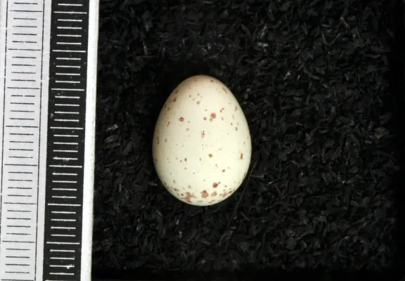 File:Poecile lugubris MWNH 1432.JPG