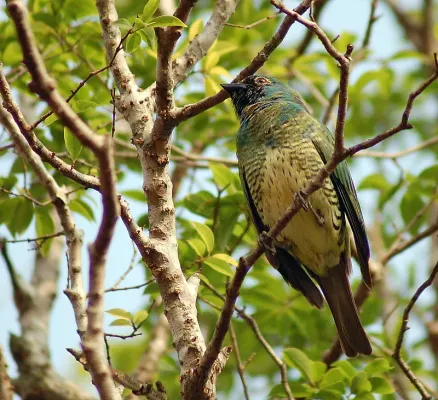 File:Swallow Tanager (Tersina viridis)..jpg