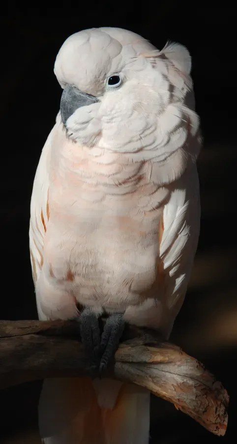 File:Cacatua moluccensis -Moluccan Cockatoo -on perch.jpg