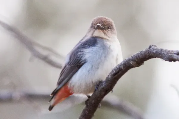 File:Mistletoebird (Dicaeum hirundinaceum).jpg