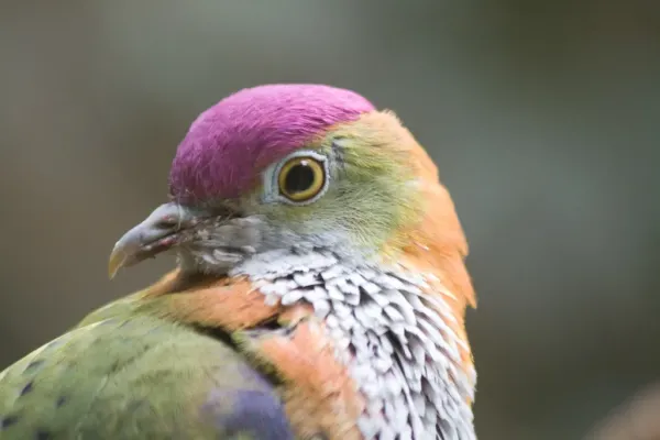 File:Superb Fruit-dove (Ptilinopus superbus) -side of head.jpg
