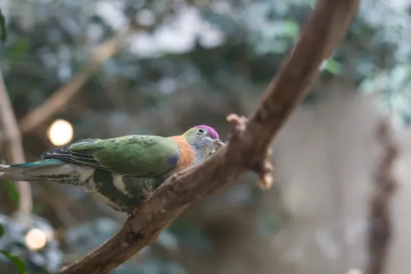 File:Superb Fruit-dove (Ptilinopus superbus) -on branch.jpg