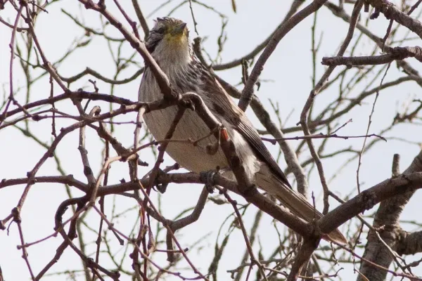 File:Striped Honeyeater (Plectorhyncha lanceolata).jpg