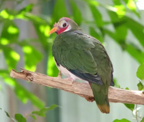 File:Jambu Fruit-dove (Ptilinopus jambu) at Louisville Zoo.jpg