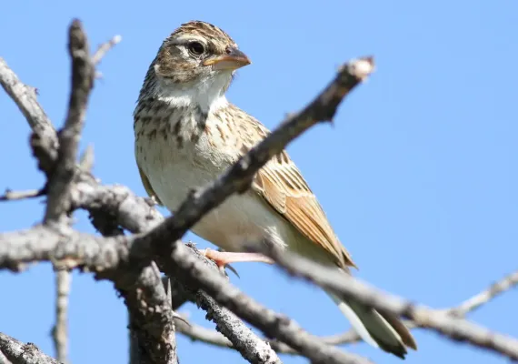 File:Mirafra passerina.jpg