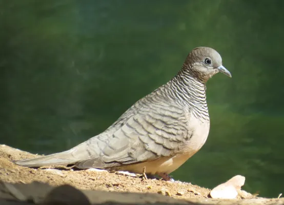 File:Peaceful Dove (Geopelia placida).jpg