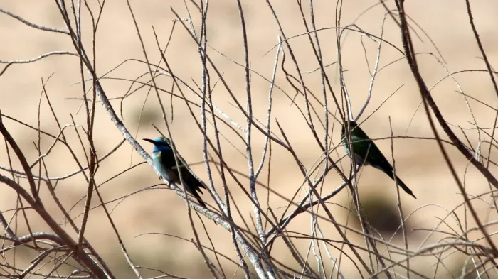 File:Arabian Green Bee-eater (Merops cyanophrys), Ramat Negev, Israel (15641040539).jpg