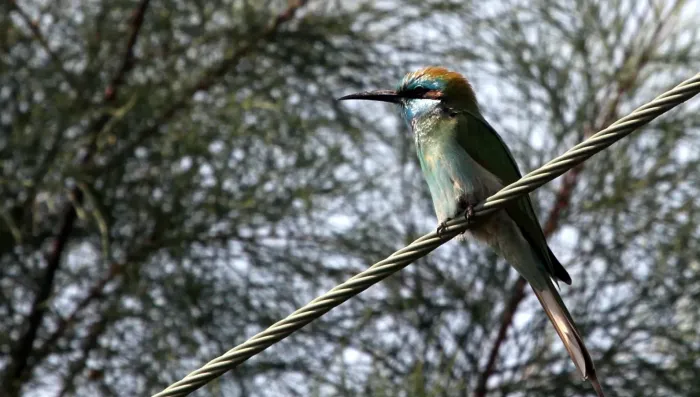 File:Arabian Green Bee-eater (Merops cyanophrys), Ramat Negev, Israel (15824966811).jpg