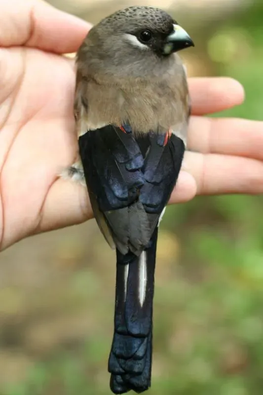 File:Pyrrhula nipalensis.jpg
