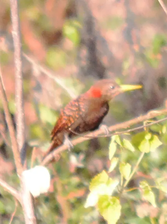 File:Bay Woodpecker Blythipicus pyrrhotis Mizoram (1).JPG