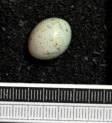 File:Euplectes nigroventris MWNH 1498.JPG