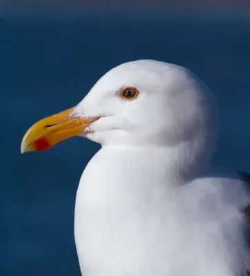 File:Western gull larus occidentalis 4908.jpg