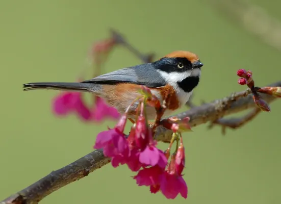 File:Black-throated Tit (Aegithalos concinnus) -on branch.jpg