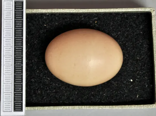 File:Crypturellus transfasciatus MWNH 0077.JPG