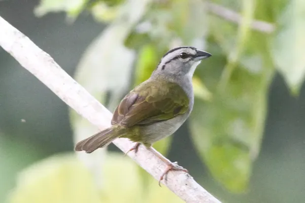 File:Black-striped Sparrow (Arremonops conirostris).jpg