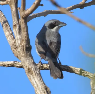 File:Neothraupis fasciata - Shrike-like Tanager.JPG