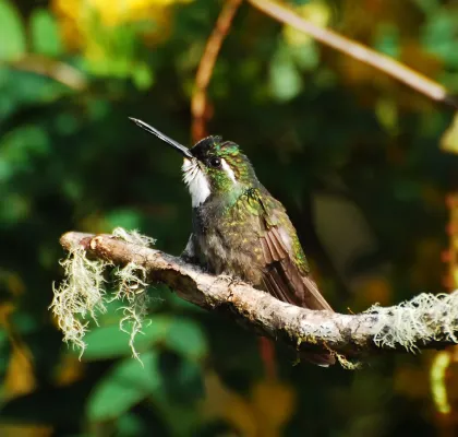 File:Lampornis castaneoventris-003.jpg