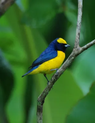 File:Euphonia luteicapilla.jpg
