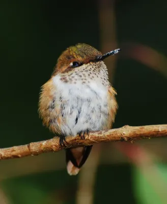 File:Selasphorus scintilla (female).jpg