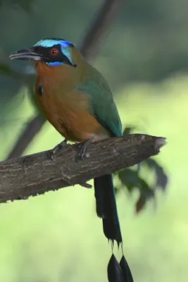 File:Momotus bahamensis.jpg