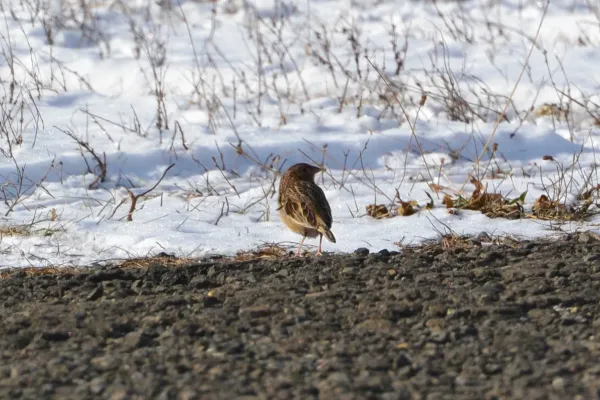 File:Grasshopper Sparrow (Ammodramus savannarum) (16231367436).jpg