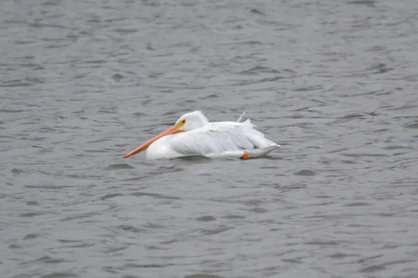 File:American White Pelican (Pelecanus erythrorhynchos) (15293163864).jpg