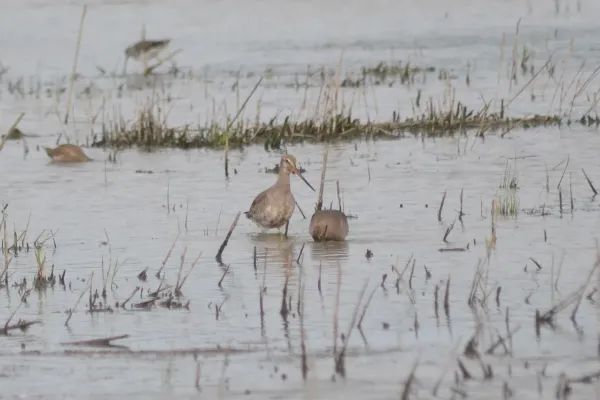 File:Hudsonian Godwits (Limosa haemastica) (15108792985).jpg
