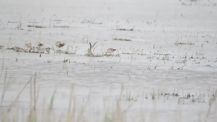 File:Hudsonian Godwits (Limosa haemastica) (15108681445).jpg