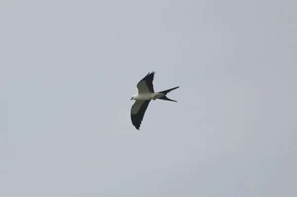 File:Swallow-tailed Kite (Elanoides forficatus) (14761905330).jpg