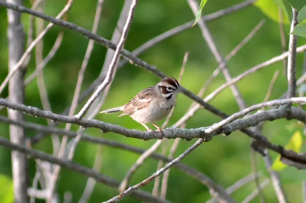 File:Lark Sparrow (Chondestes grammacus) (14187424167).jpg
