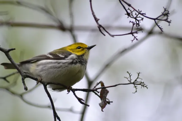 File:Black-throated Green Warbler (Setophaga virens) (14023181560).jpg