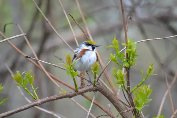 File:Chestnut-sided Warbler (Setophaga pensylvanica) (14229970023).jpg