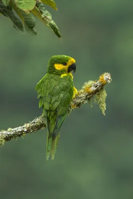 File:Ognorhynchus icterotis -Colombia-8.jpg
