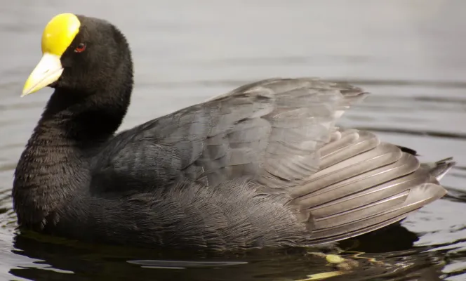 File:Fulica leucoptera GALLARETA CHICA.jpg
