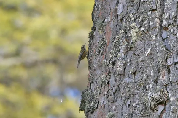 File:Certhia nipalensis, Punakha to Trongsa, Bhutan.jpg