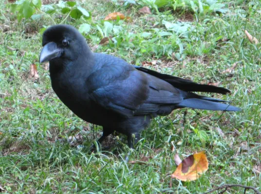 File:Corvus macrorhynchos Tokyo 6.jpg