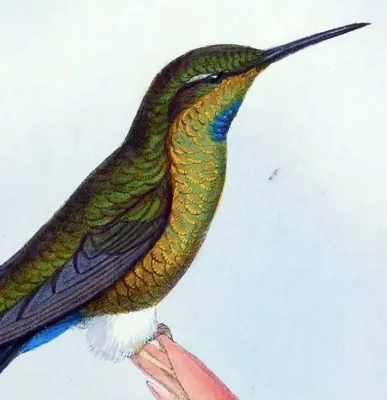 File:Eriocnemis godini detail.jpg
