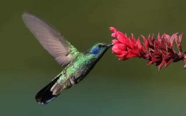File:Colibri-thalassinus-001-edit.jpg