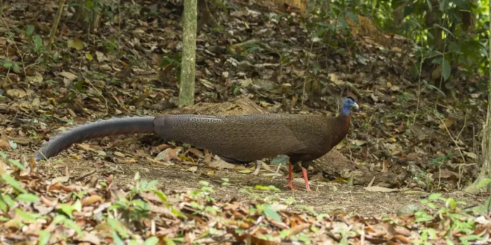 File:Argusianus argus, Khao Sok, Thailand 1.jpg