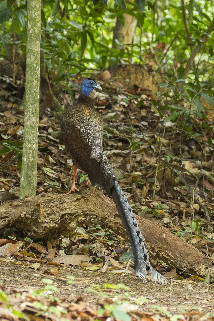 File:Argusianus argus, Khao Sok, Thailand 3.jpg