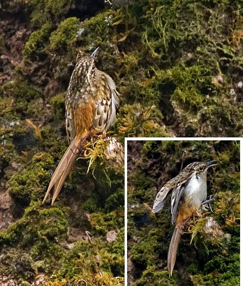 File:Certhia nipalensis, Neora Valley NP, India.jpg