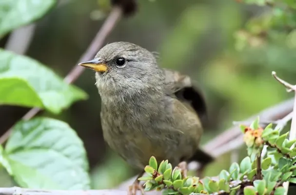 File:Acanthidops bairdii - Peg-billed Finch - Poas Volcano, Costa Rica - 7-23-2012 - Brad Weinert (7984324459).jpg