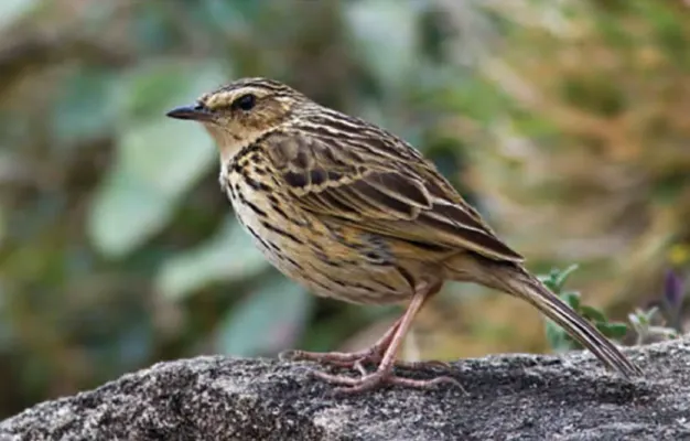 File:Anthus nilghiriensis 1.jpg
