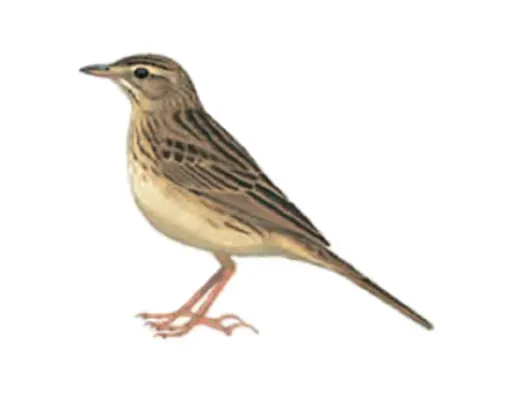 File:Anthus sylvanus by Per Alström.jpg