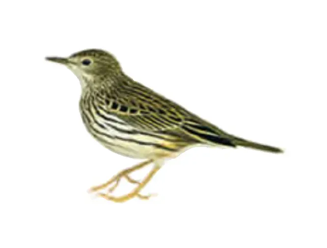 File:Anthus brachyurus HBW.jpg