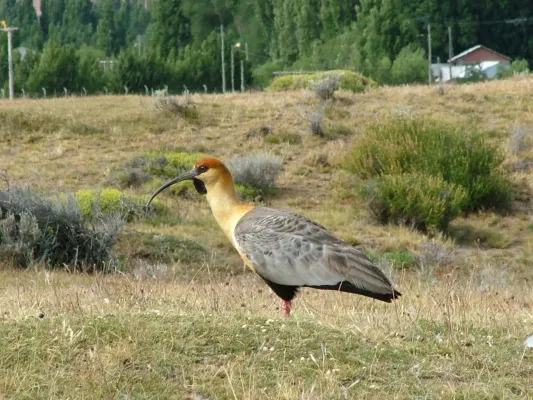 File:Black-faced Ibis (Theristicus melanopis) -Patagonia.JPG